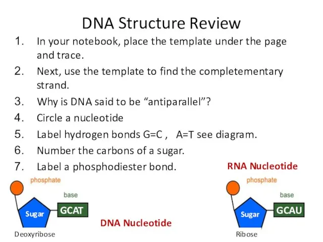 DNA Structure Review In your notebook, place the template under the