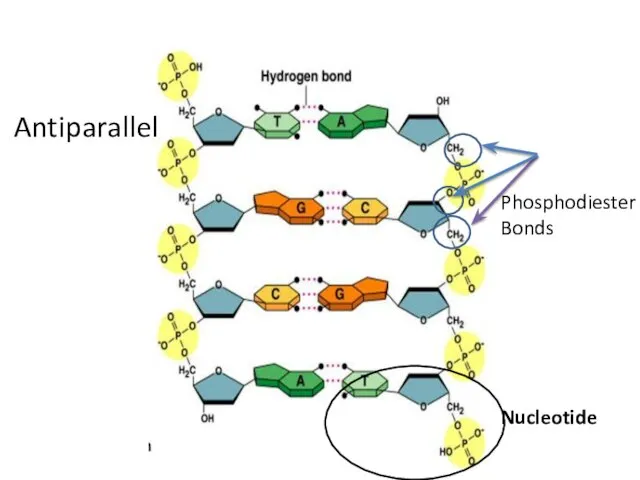 Antiparallel Phosphodiester Bonds Nucleotide