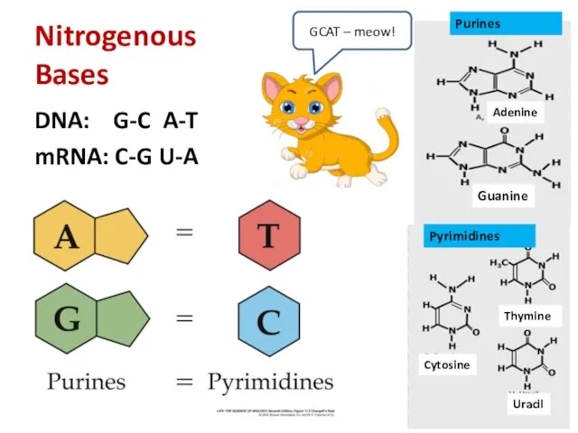 Nitrogenous Bases DNA: G-C A-T mRNA: C-G U-A Thymine Guanine Adenine