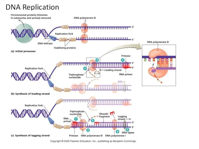 DNA Replication