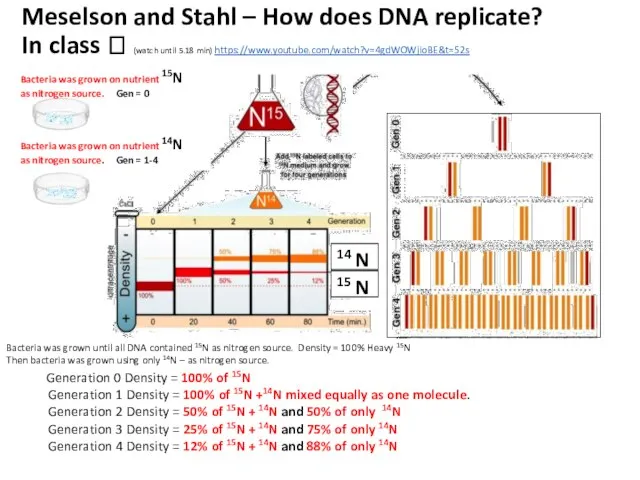 Meselson and Stahl – How does DNA replicate? In class ?