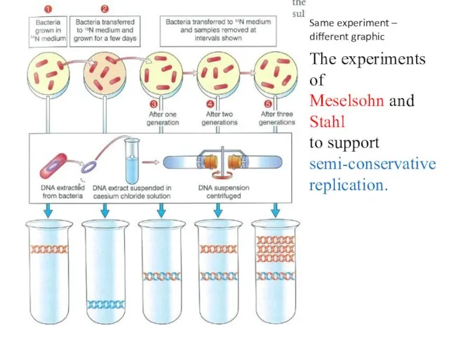 The experiments of Meselsohn and Stahl to support semi-conservative replication. Same experiment – different graphic