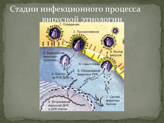 Стадии инфекционного процесса вирусной этиологии