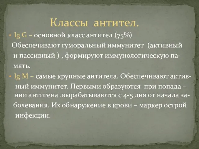 Ig G – основной класс антител (75%) Обеспечивают гуморальный иммунитет (активный