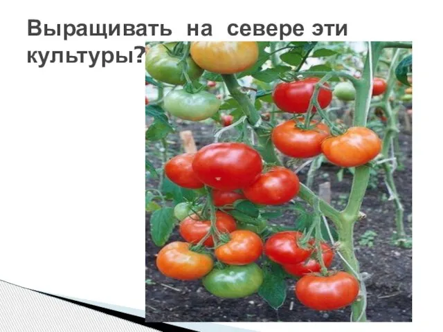 Выращивать на севере эти культуры?