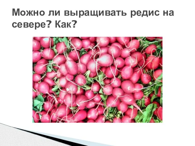 Можно ли выращивать редис на севере? Как?