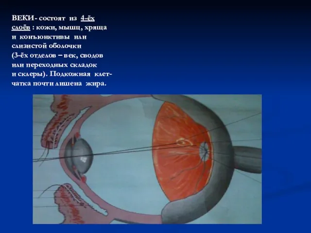 ВЕКИ- состоят из 4-ёх слоёв : кожи, мышц, хряща и конъюнктивы
