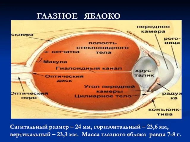 ГЛАЗНОЕ ЯБЛОКО Сагитальный размер – 24 мм, горизонтальный – 23,6 мм,