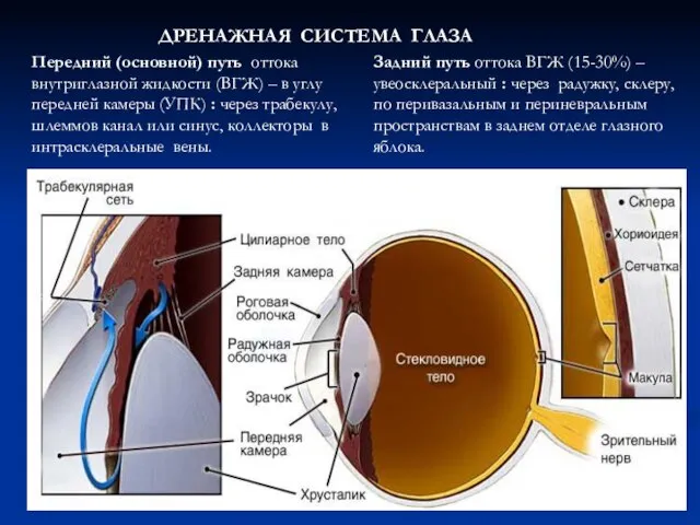 ДРЕНАЖНАЯ СИСТЕМА ГЛАЗА Передний (основной) путь оттока внутриглазной жидкости (ВГЖ) –