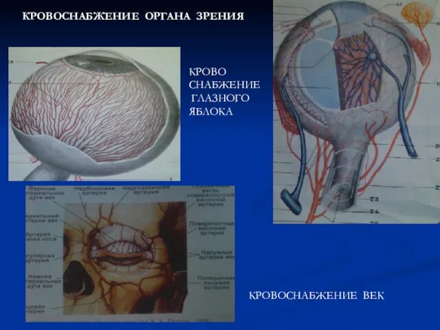 КРОВОСНАБЖЕНИЕ ОРГАНА ЗРЕНИЯ КРОВО СНАБЖЕНИЕ ГЛАЗНОГО ЯБЛОКА КРОВОСНАБЖЕНИЕ ВЕК