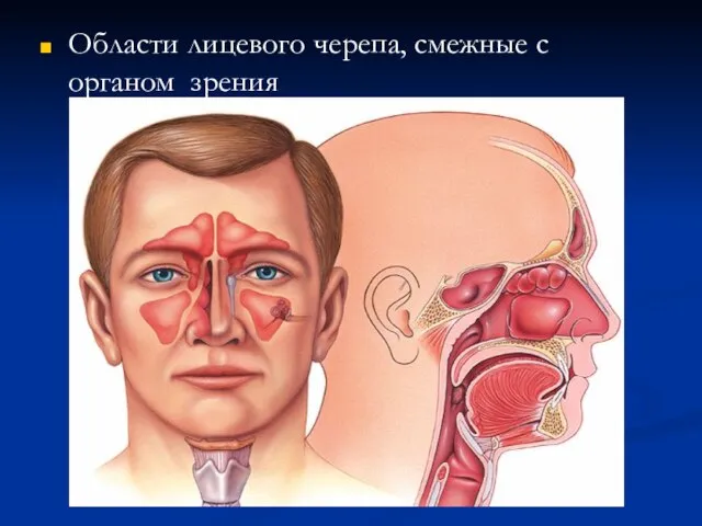 Области лицевого черепа, смежные с органом зрения