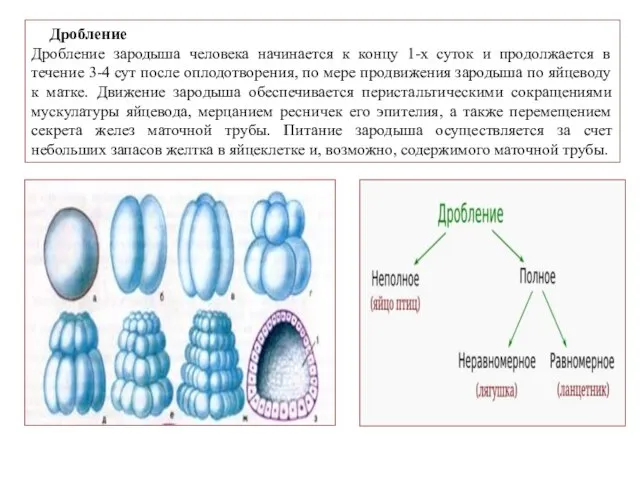 Дробление Дробление зародыша человека начинается к концу 1-х суток и продолжается