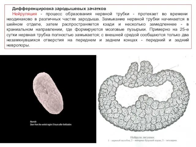 Дифференцировка зародышевых зачатков Нейруляция - процесс образования нервной трубки - протекает