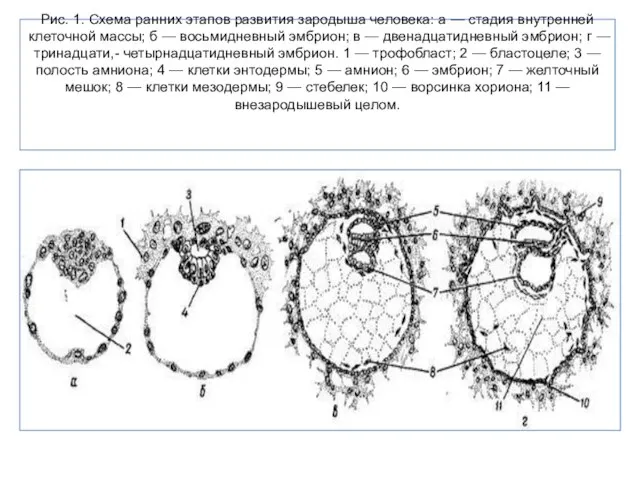 Рис. 1. Схема ранних этапов развития зародыша человека: а — стадия