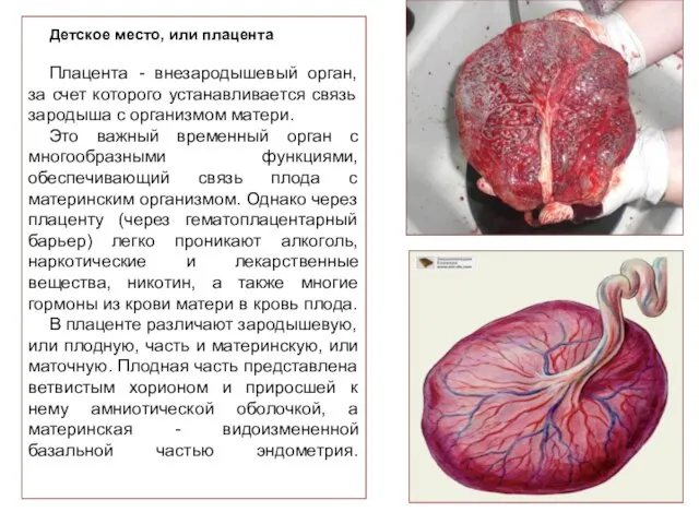 Детское место, или плацента Плацента - внезародышевый орган, за счет которого