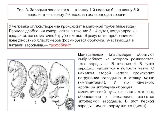 Рис. 3. Зародыш человека: а — к концу 4-й недели; б