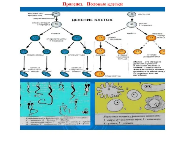 Прогенез. Половые клетки