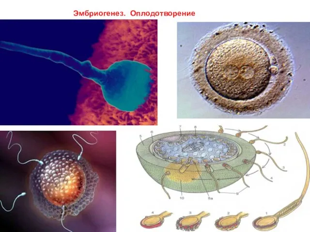 Эмбриогенез. Оплодотворение