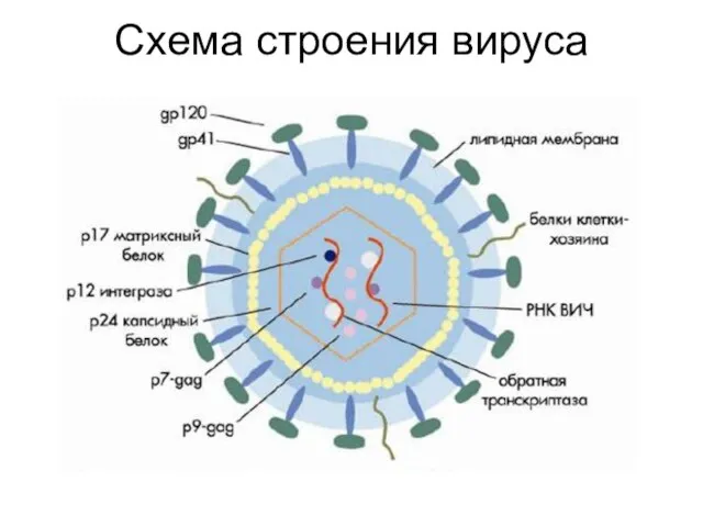 Схема строения вируса