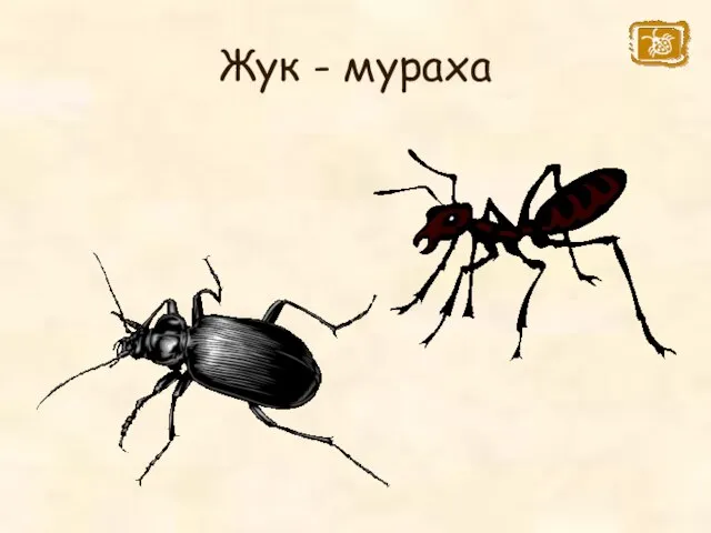 Жук - мураха