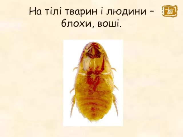 На тілі тварин і людини – блохи, воші.