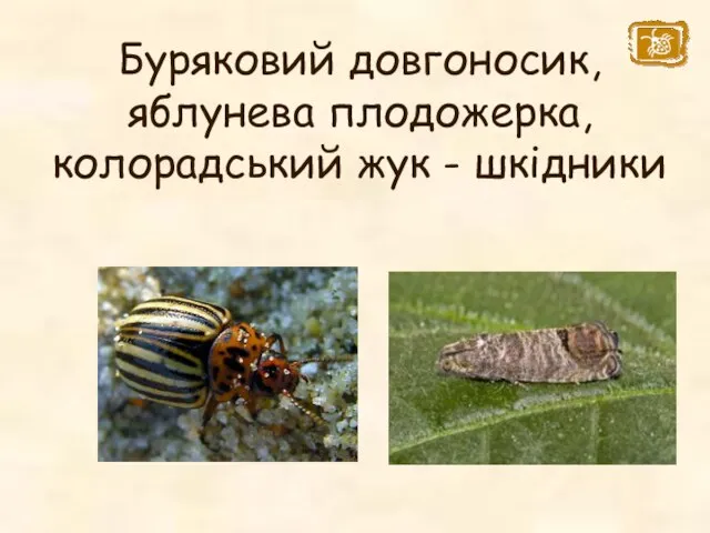 Буряковий довгоносик, яблунева плодожерка, колорадський жук - шкідники