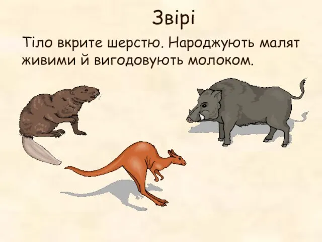 Звірі Тіло вкрите шерстю. Народжують малят живими й вигодовують молоком.