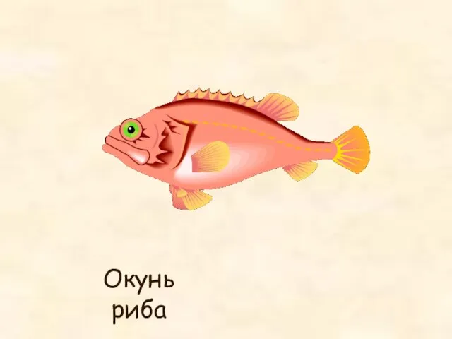 Окунь риба