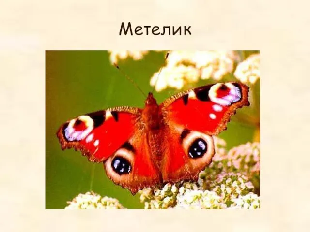 Метелик