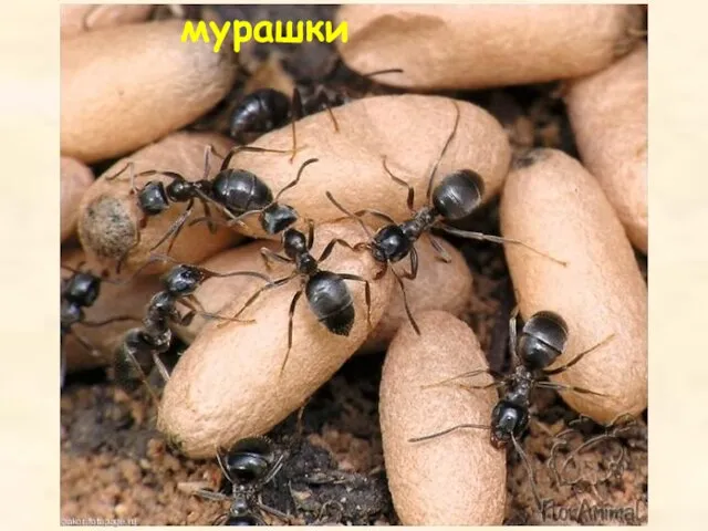 мурашки