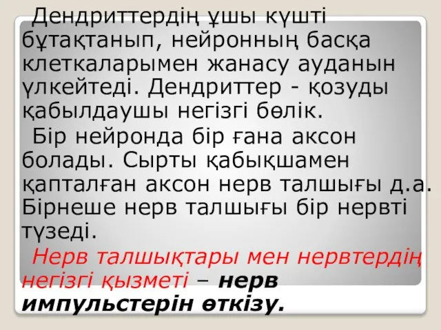 Дендриттердің ұшы күшті бұтақтанып, нейронның басқа клеткаларымен жанасу ауданын үлкейтеді. Дендриттер