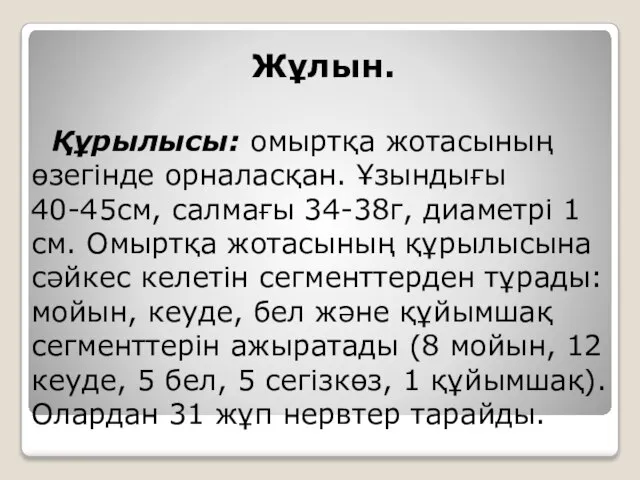 Жұлын. Құрылысы: омыртқа жотасының өзегінде орналасқан. Ұзындығы 40-45см, салмағы 34-38г, диаметрі