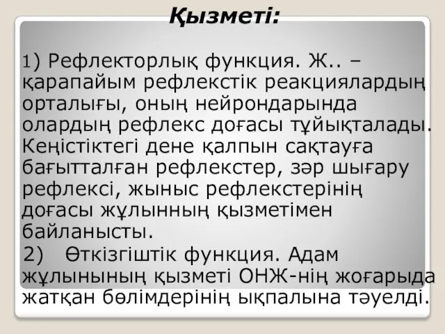 Қызметі: 1) Рефлекторлық функция. Ж.. – қарапайым рефлекстік реакциялардың орталығы, оның