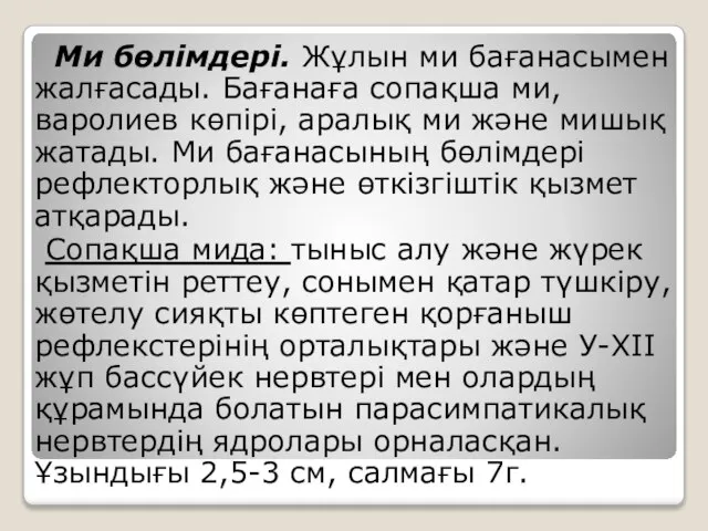 Ми бөлімдері. Жұлын ми бағанасымен жалғасады. Бағанаға сопақша ми, варолиев көпірі,