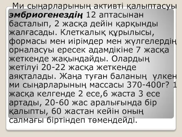 Ми сыңарларының активті қалыптасуы эмбриогенездің 12 аптасынан басталып, 2 жасқа дейін