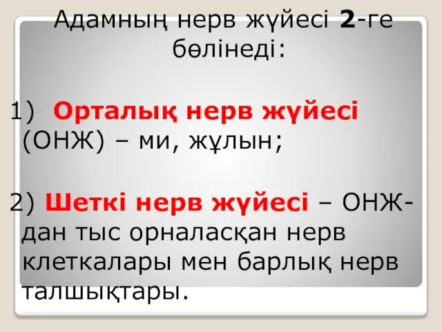 Адамның нерв жүйесі 2-ге бөлінеді: 1) Орталық нерв жүйесі (ОНЖ) –