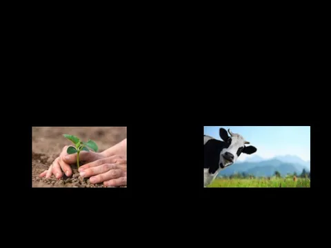 AGRICULTURE CROP PRODUCTION ANIMAL HUSBANDRY