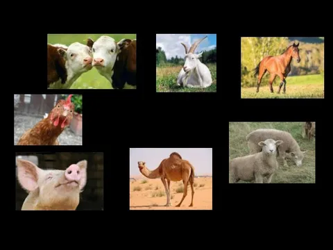 LIVESTOCK