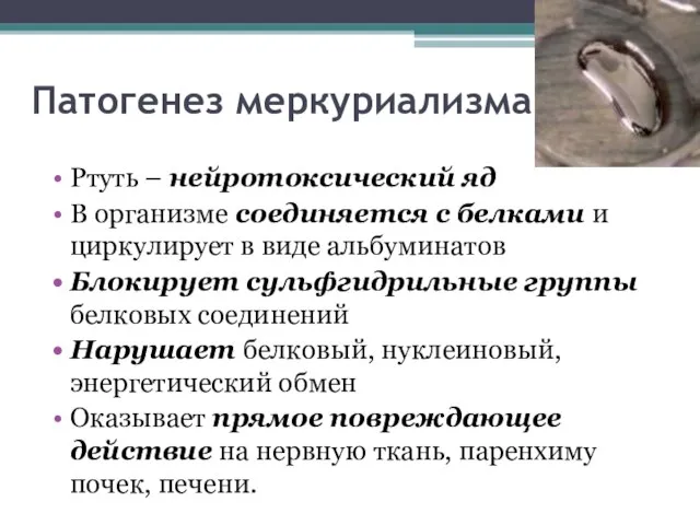 Патогенез меркуриализма Ртуть – нейротоксический яд В организме соединяется с белками