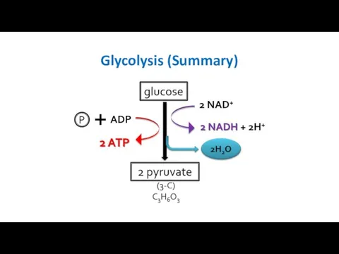 Glycolysis (Summary)