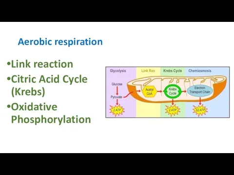 Aerobic respiration Link reaction Citric Acid Cycle (Krebs) Oxidative Phosphorylation