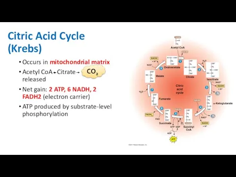 Citric Acid Cycle (Krebs) Occurs in mitochondrial matrix Acetyl CoA Citrate