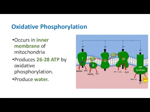 Oxidative Phosphorylation Occurs in inner membrane of mitochondria Produces 26-28 ATP by oxidative phosphorylation. Produce water.