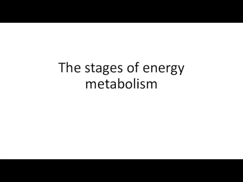 The stages of energy metabolism