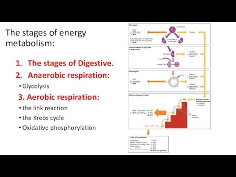 The stages of energy metabolism: The stages of Digestive. Anaerobic respiration: