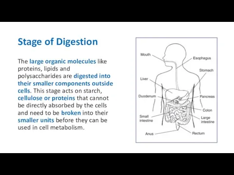 Stage of Digestion The large organic molecules like proteins, lipids and