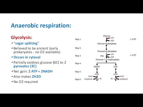 Anaerobic respiration: Glycolysis: “sugar splitting” Believed to be ancient (early prokaryotes