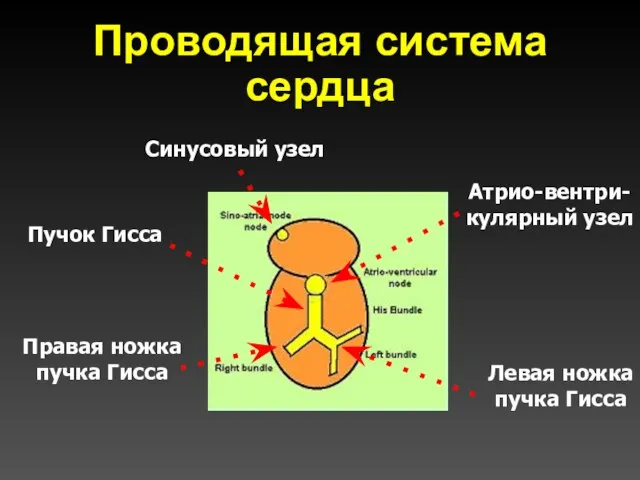 Проводящая система сердца Синусовый узел Атрио-вентри- кулярный узел Пучок Гисса Правая