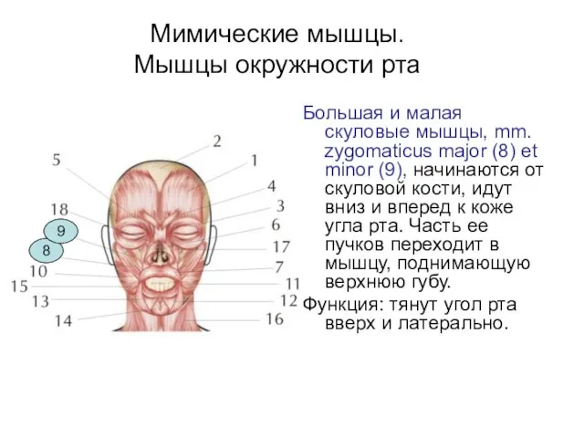 Мимические мышцы. Мышцы окружности рта Большая и малая скуловые мышцы, mm.