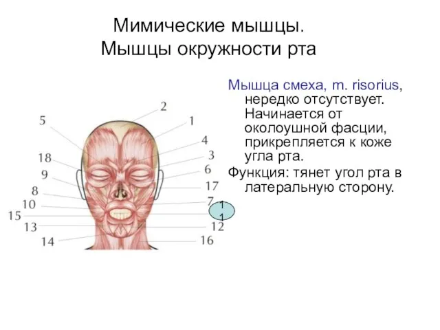 Мимические мышцы. Мышцы окружности рта Мышца смеха, m. risorius, нередко отсутствует.